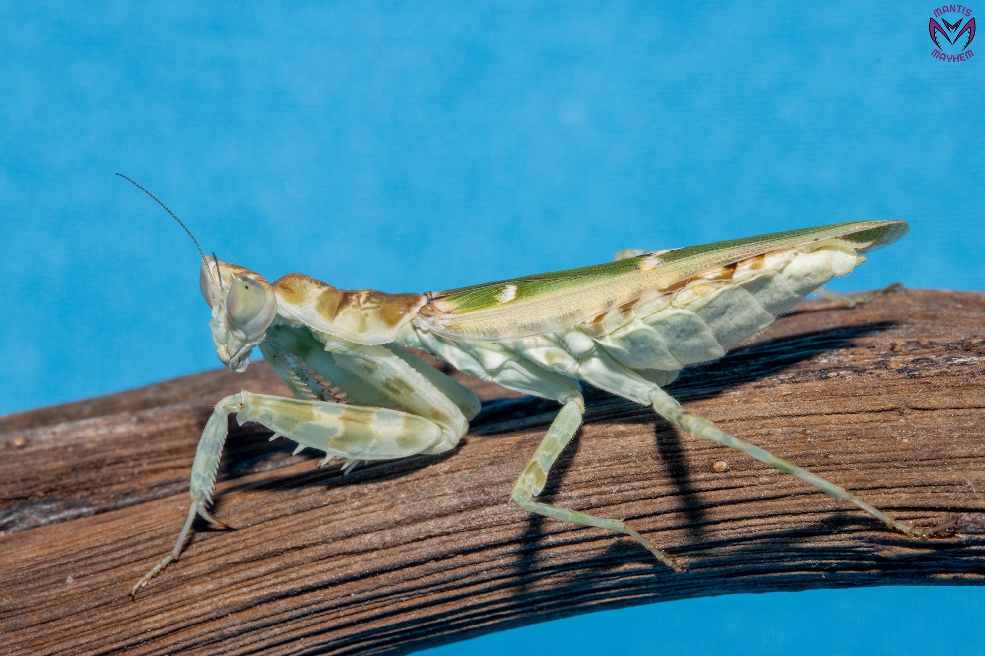 Creobroter sp Yunnan - Yunnan flower mantis