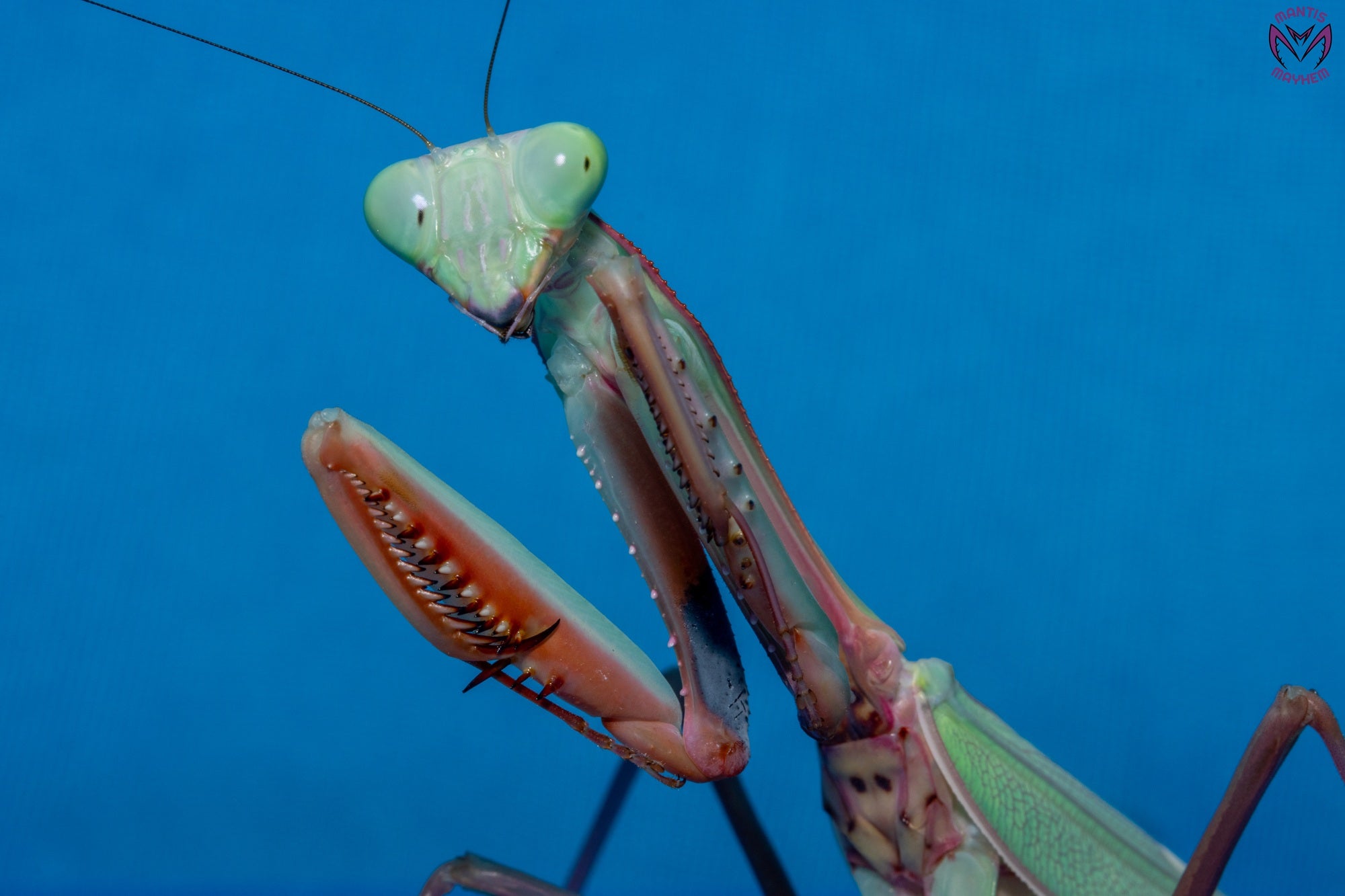 Hierodula obtusata - Giant Indonesian Mantis