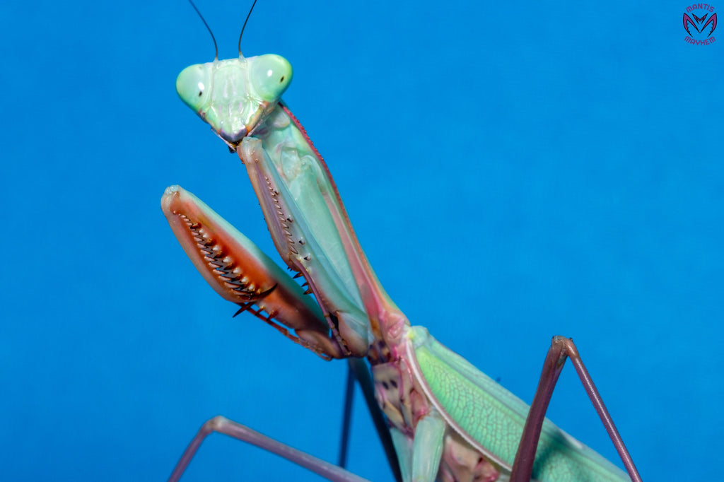 Hierodula obtusata - Giant Indonesian Mantis