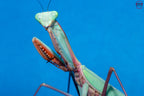 Hierodula obtusata - Giant Indonesian Mantis