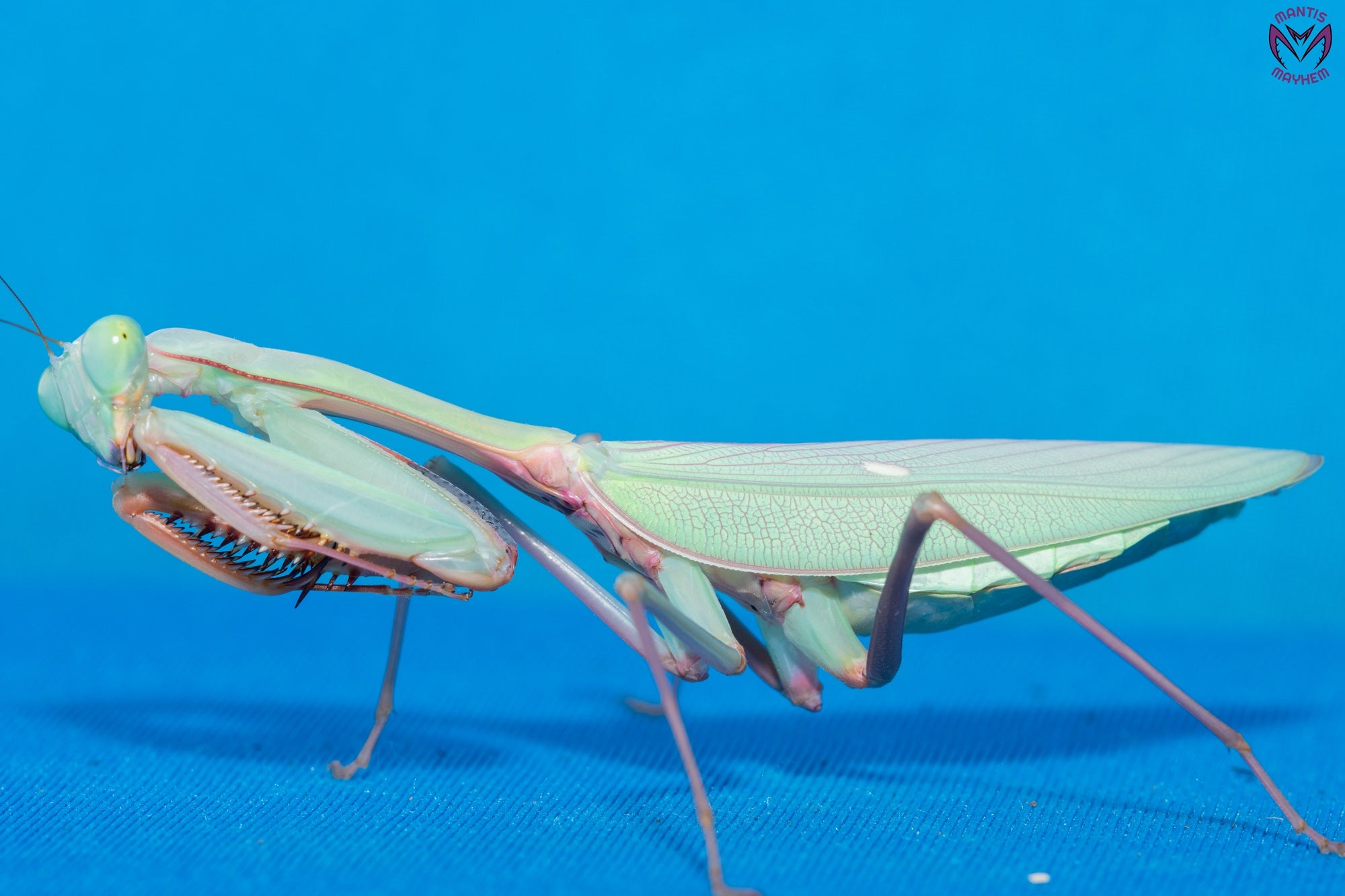 Hierodula obtusata - Giant Indonesian Mantis