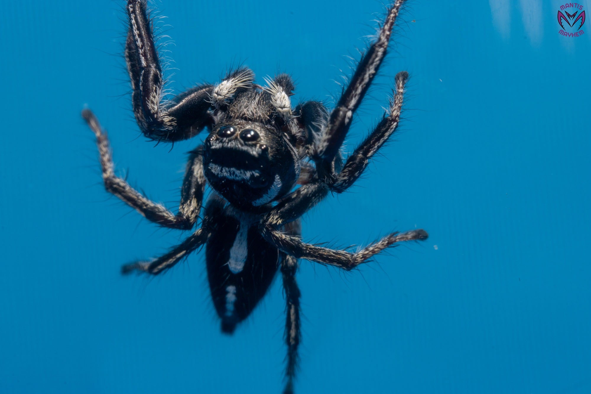 Hyllus argyrotoxus