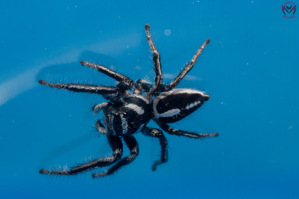 Hyllus argyrotoxus