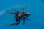 Hyllus argyrotoxus