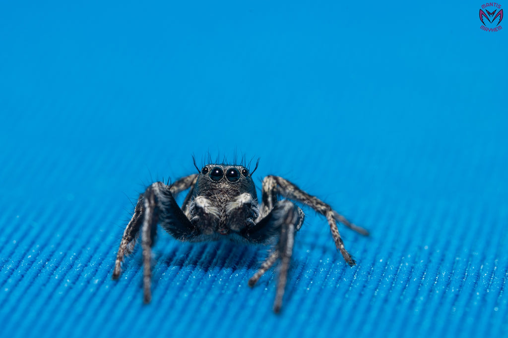 Hyllus argyrotoxus
