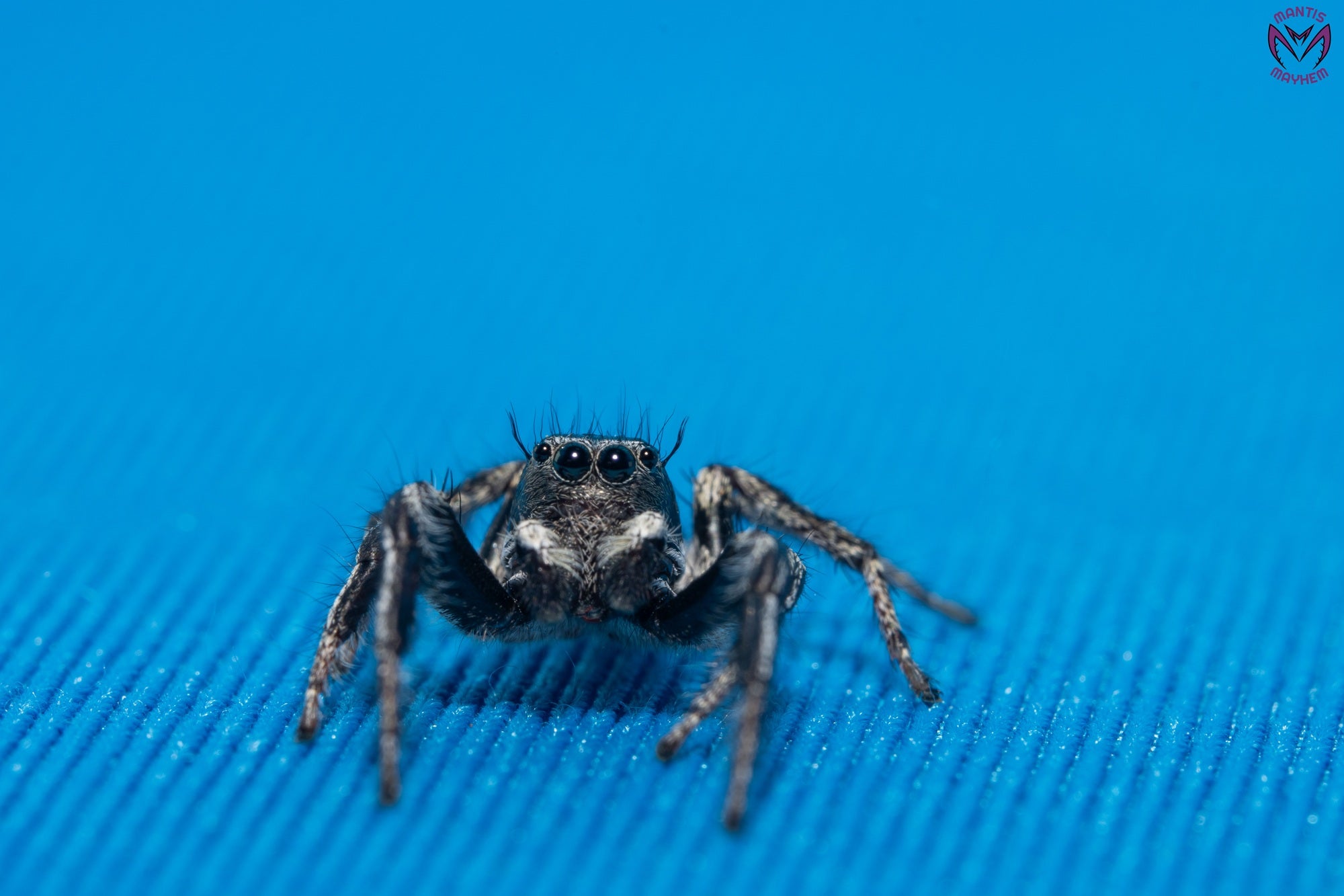 Hyllus argyrotoxus