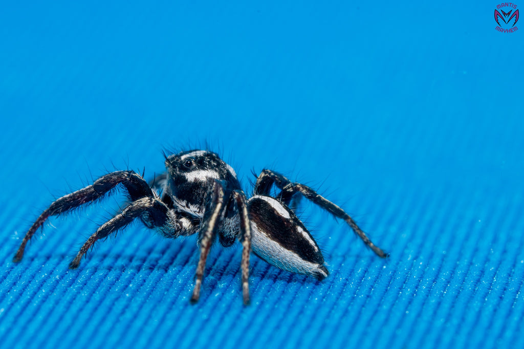 Hyllus argyrotoxus