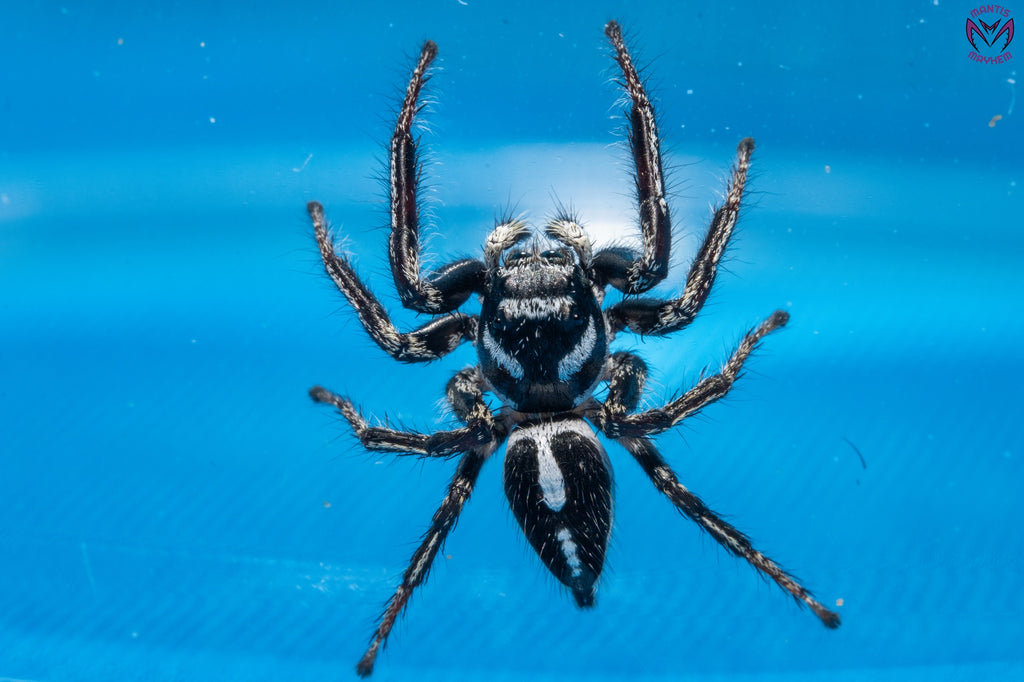 Hyllus argyrotoxus