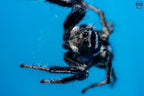 Hyllus argyrotoxus