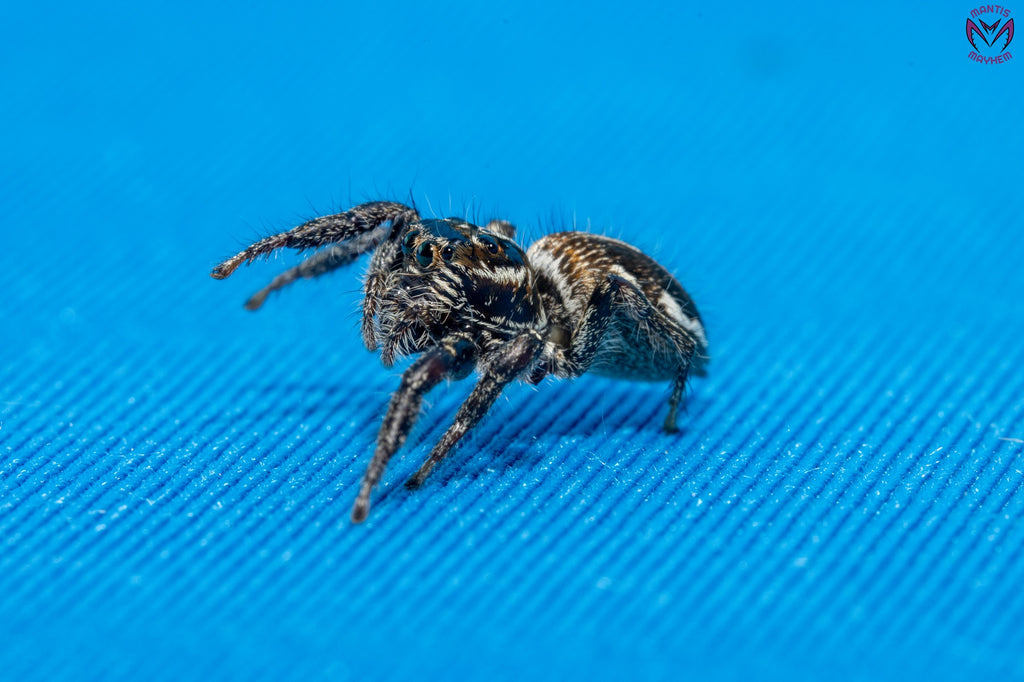Hyllus argyrotoxus