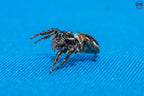 Hyllus argyrotoxus