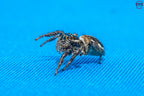 Hyllus argyrotoxus