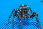 Hyllus argyrotoxus