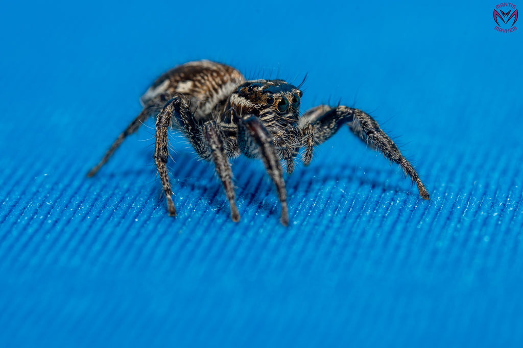 Hyllus argyrotoxus