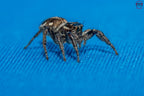 Hyllus argyrotoxus