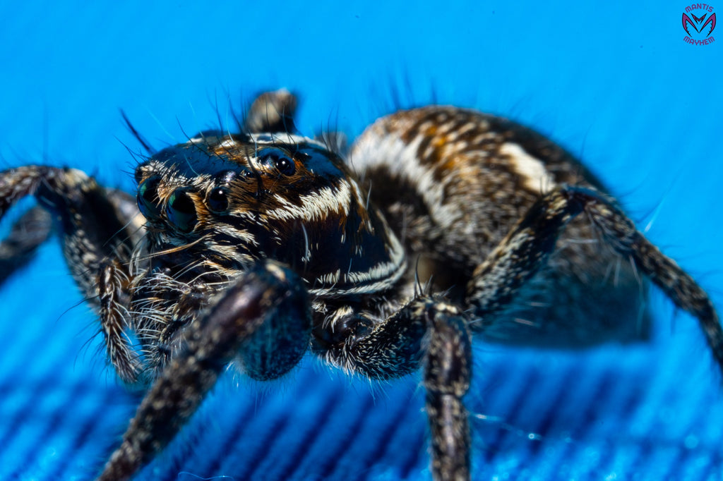Hyllus argyrotoxus