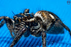 Hyllus argyrotoxus
