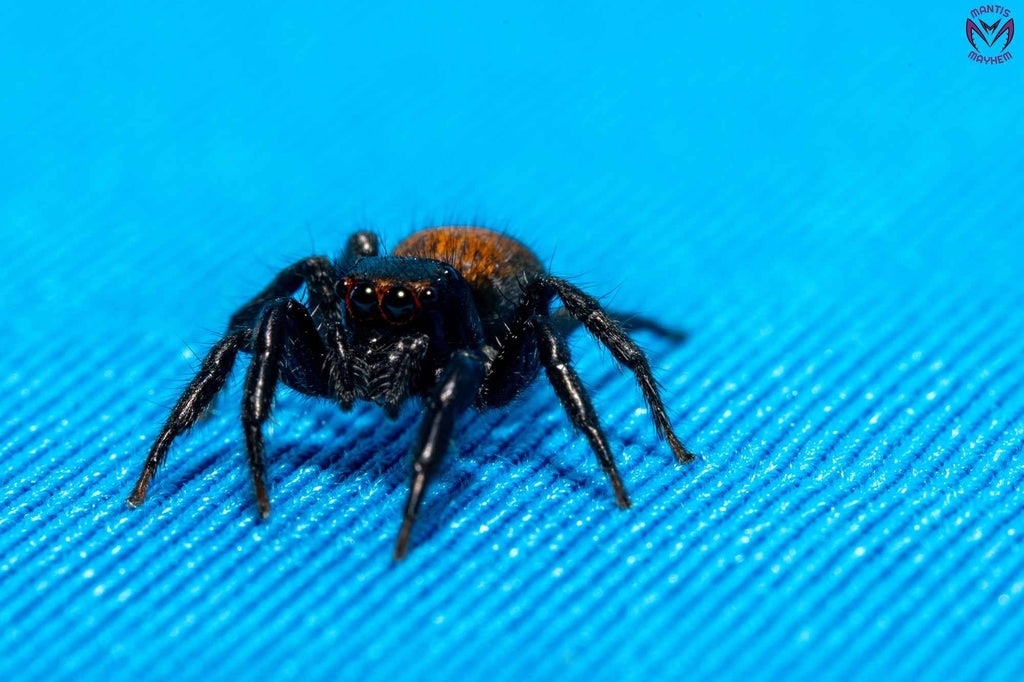 Plexippus tsholotsho
