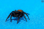 Plexippus tsholotsho