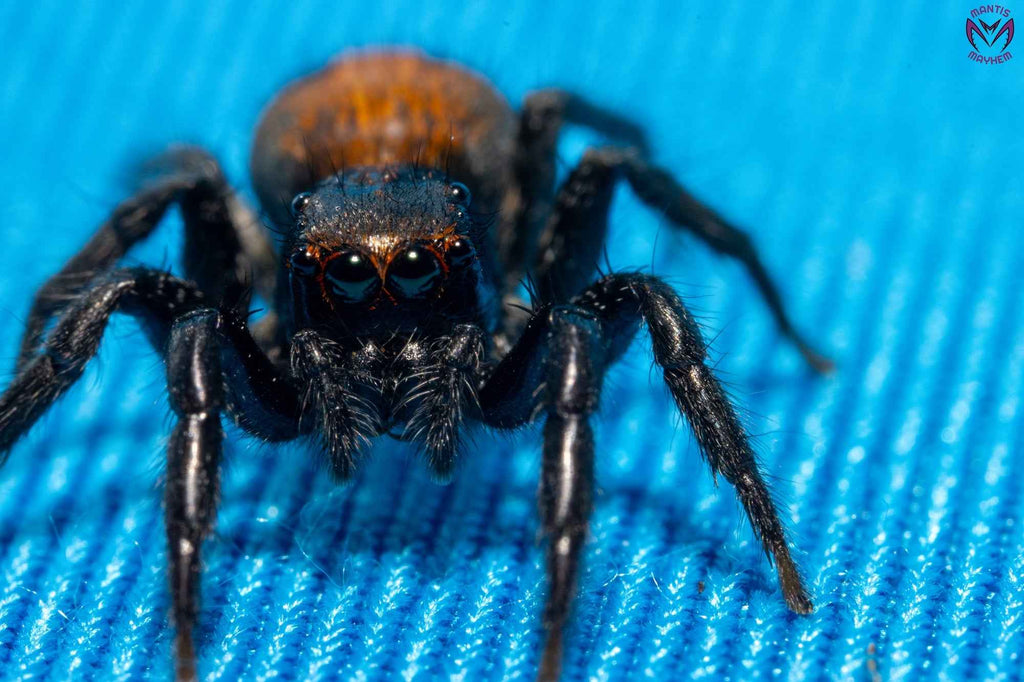 Plexippus tsholotsho