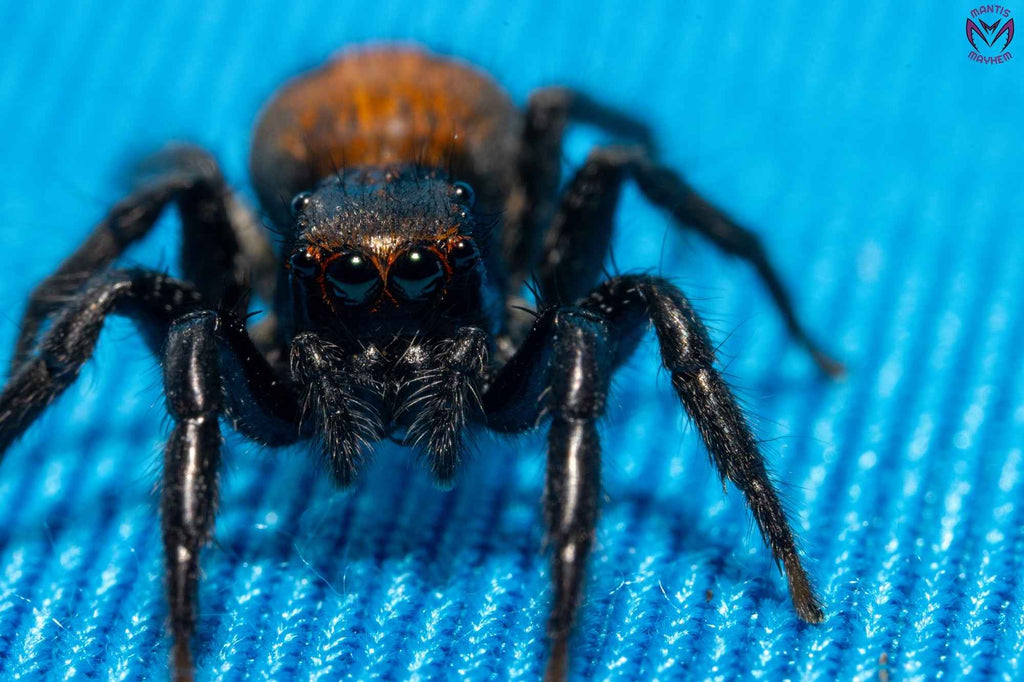 Plexippus tsholotsho