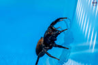 Plexippus tsholotsho