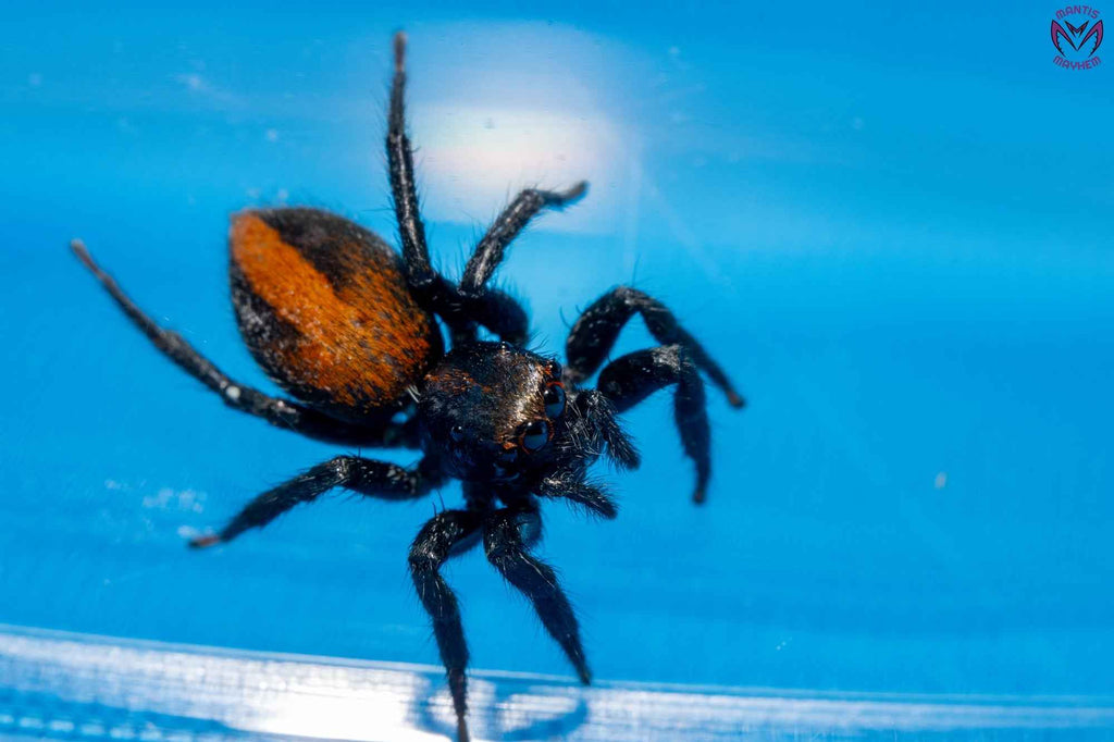 Plexippus tsholotsho