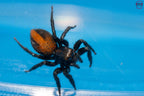 Plexippus tsholotsho