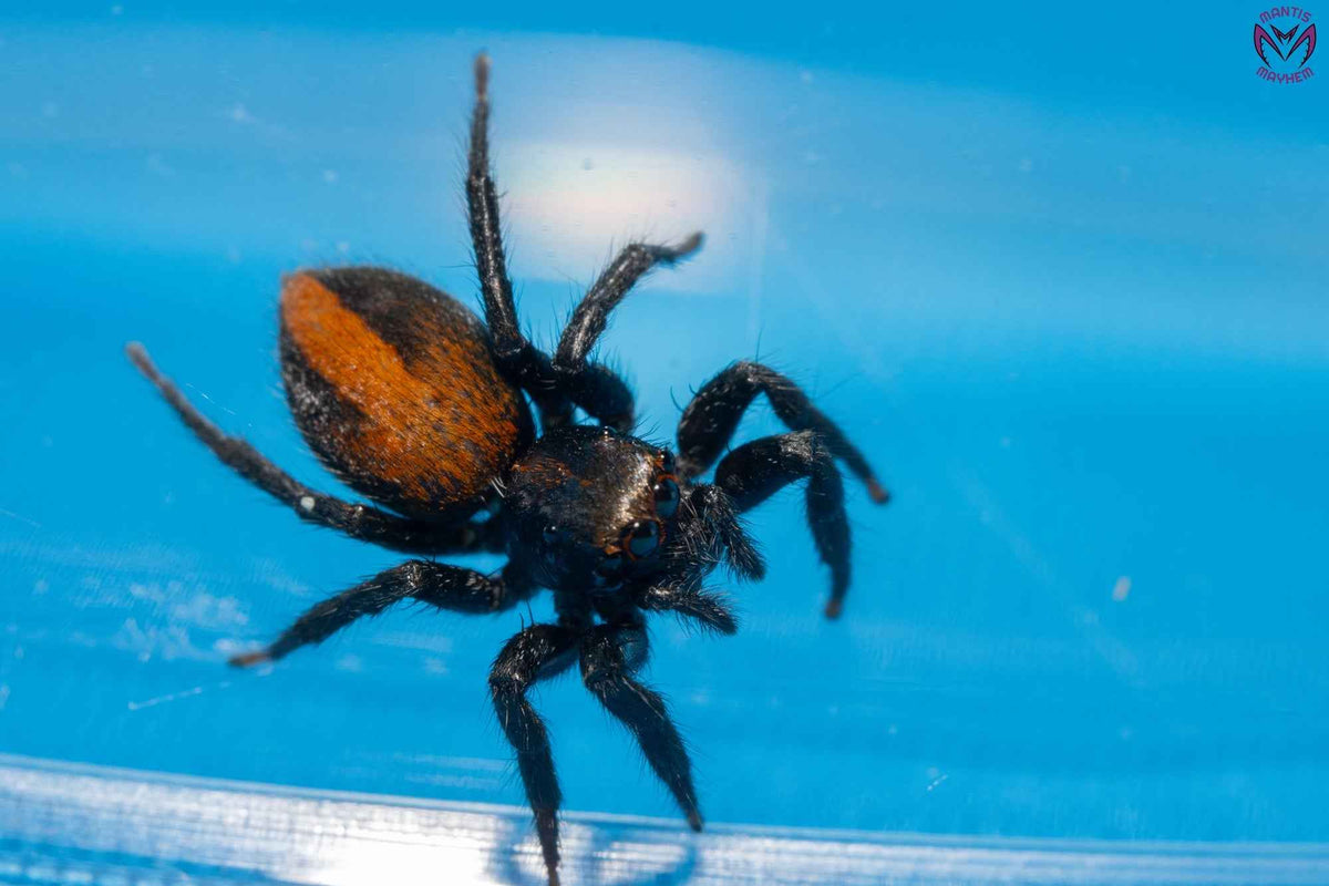 Plexippus tsholotsho