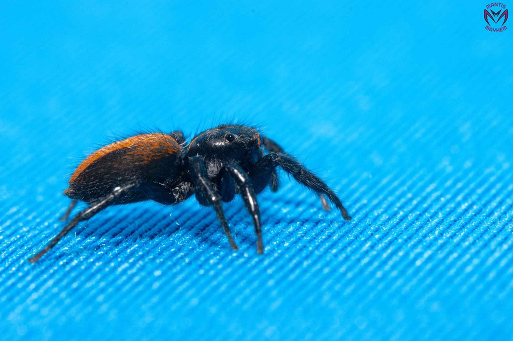 Plexippus tsholotsho