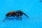 Plexippus tsholotsho