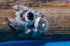 Phidippus regius Bahamas