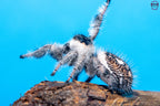 Phidippus regius Bahamas
