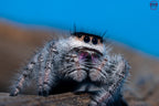 Phidippus regius Bahamas