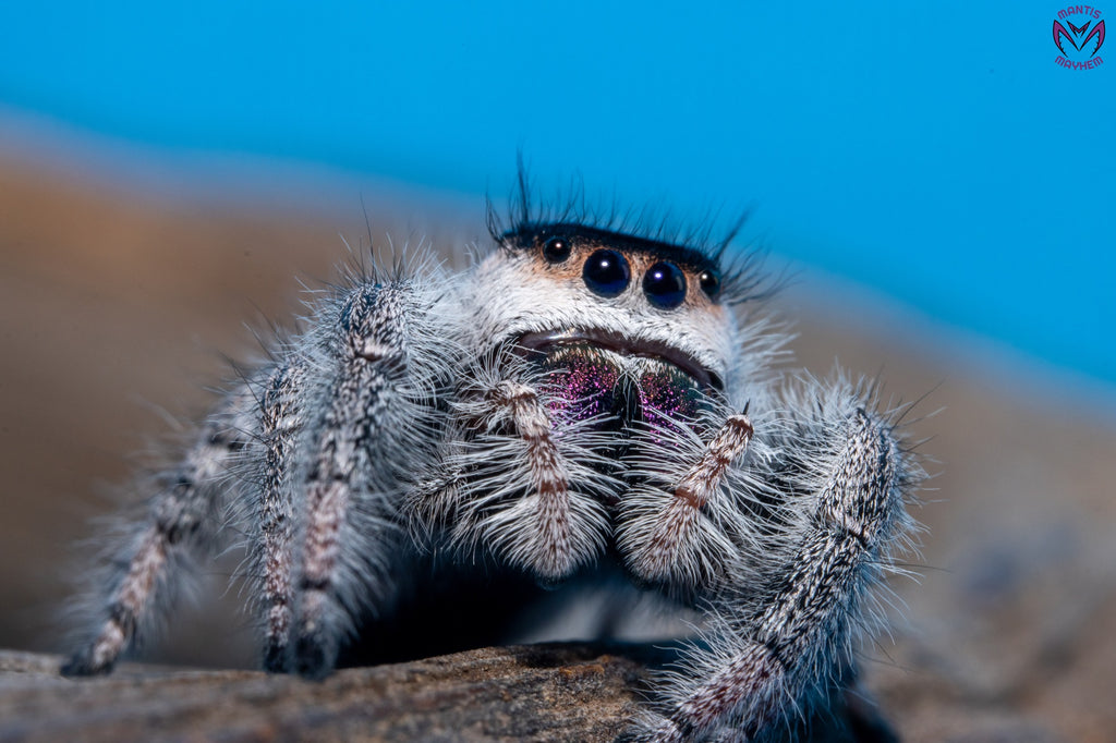 Phidippus regius Bahamas