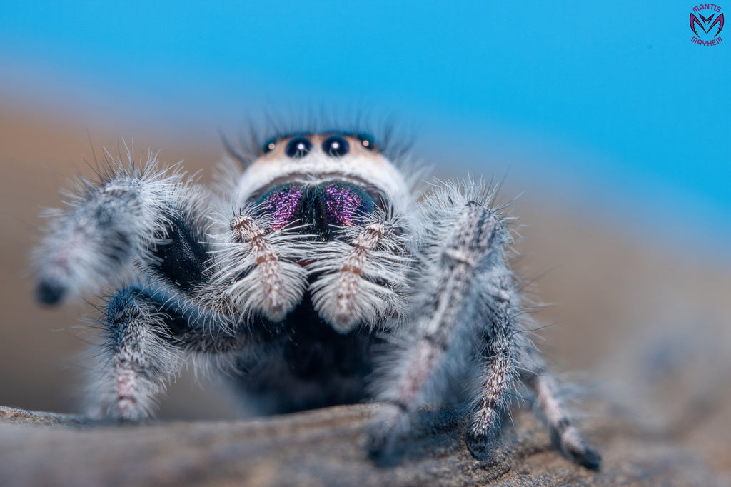 Phidippus regius Bahamas