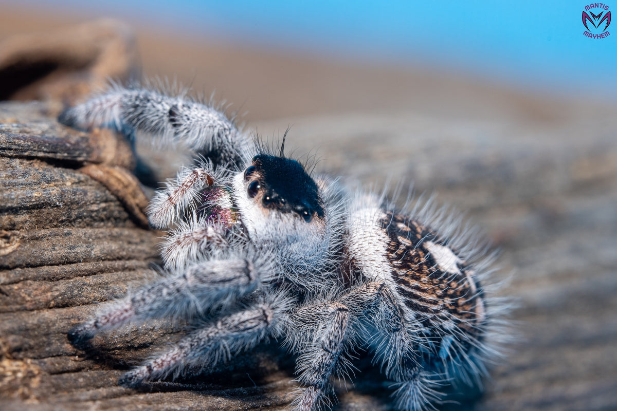 Phidippus regius Bahamas