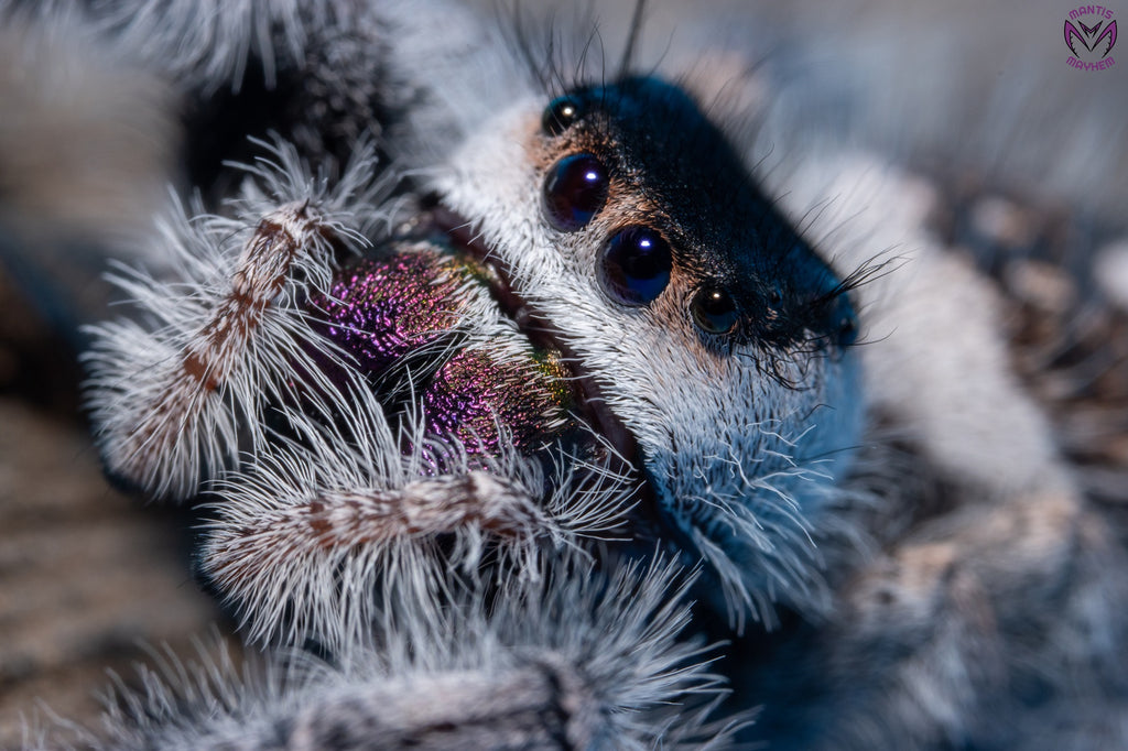 Phidippus regius Bahamas