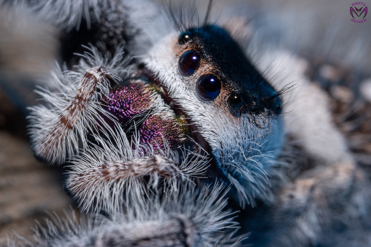 Phidippus regius Bahamas