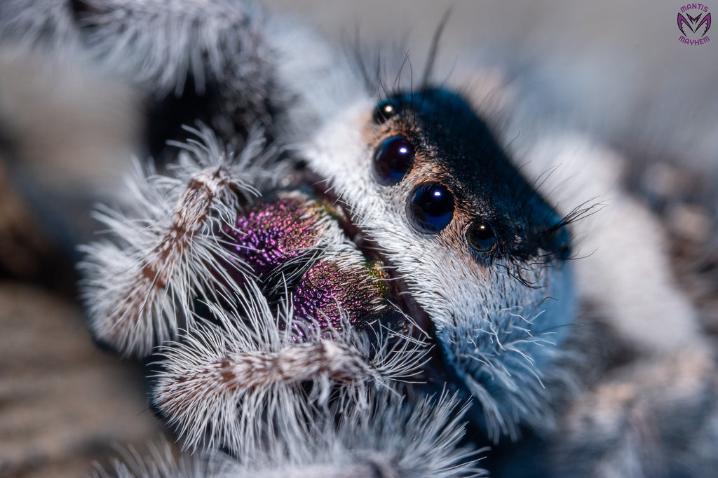 Phidippus regius Bahamas