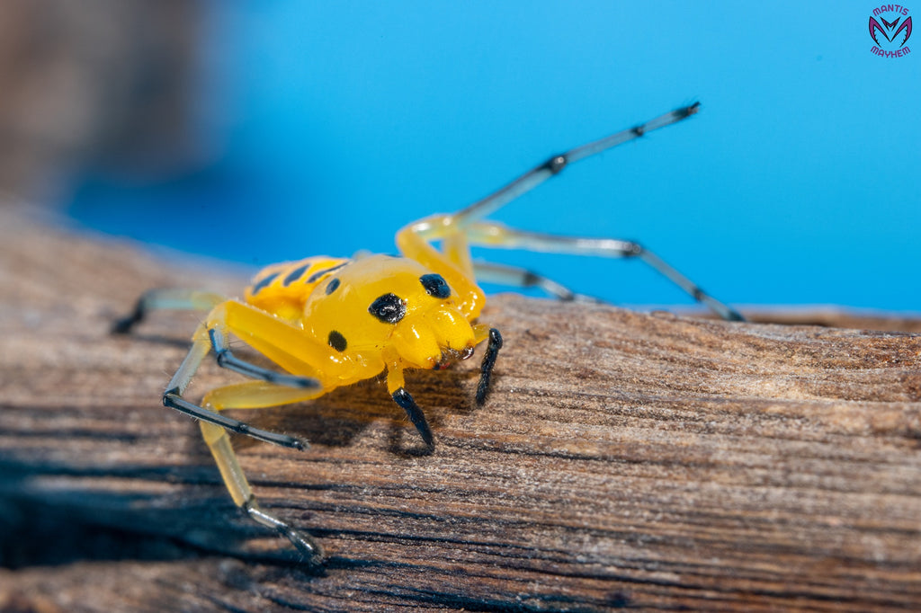 Platythomisus octomaculatus