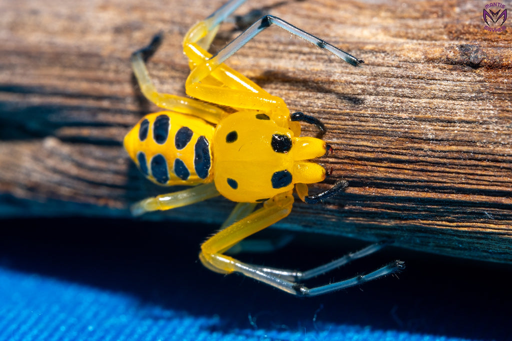 Platythomisus octomaculatus