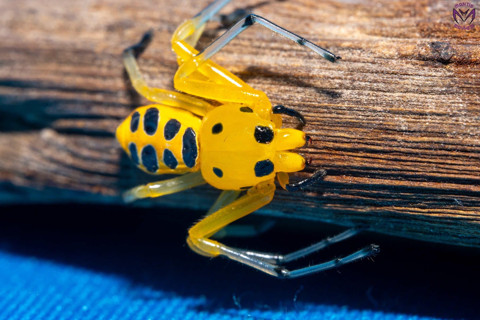 Platythomisus octomaculatus