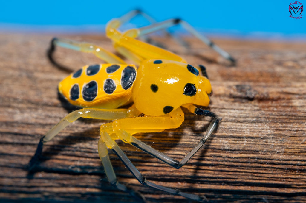Platythomisus octomaculatus