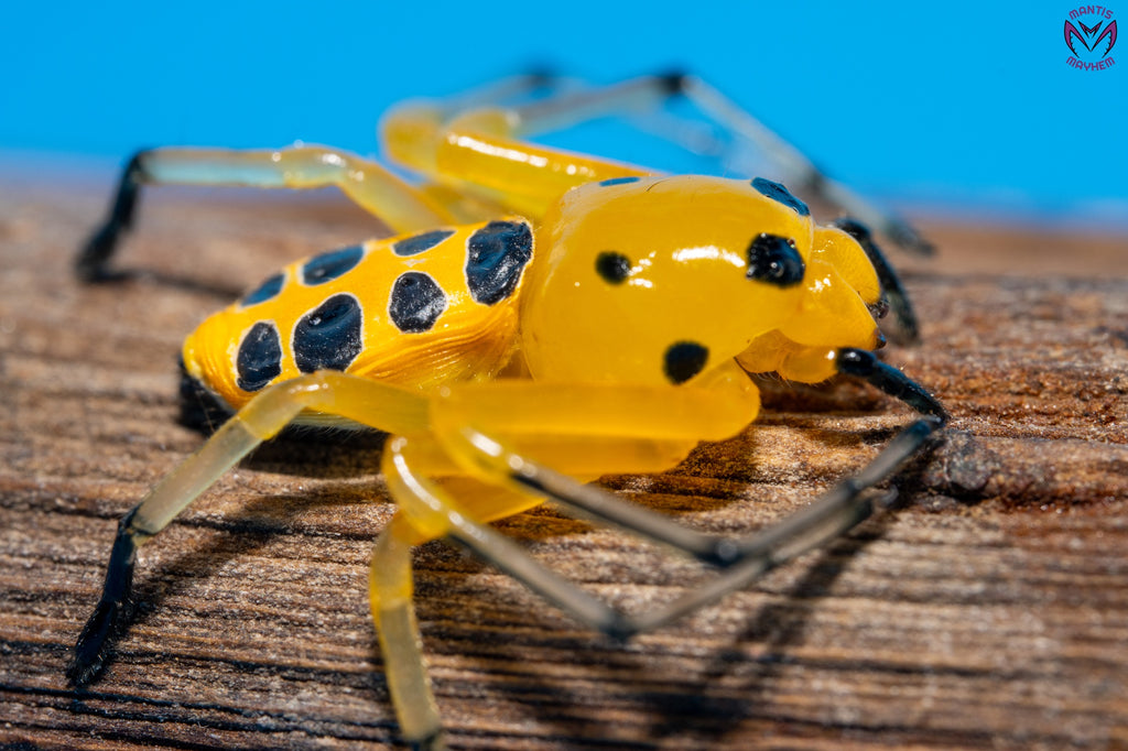 Platythomisus octomaculatus