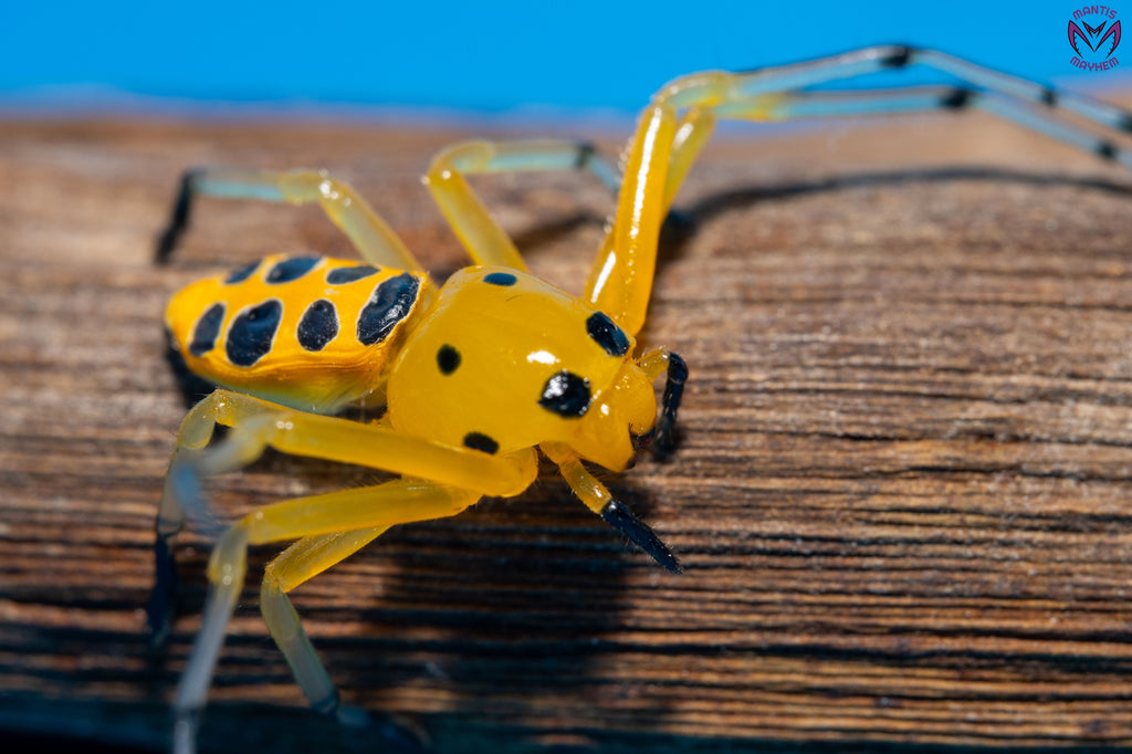 Platythomisus octomaculatus