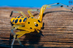 Platythomisus octomaculatus