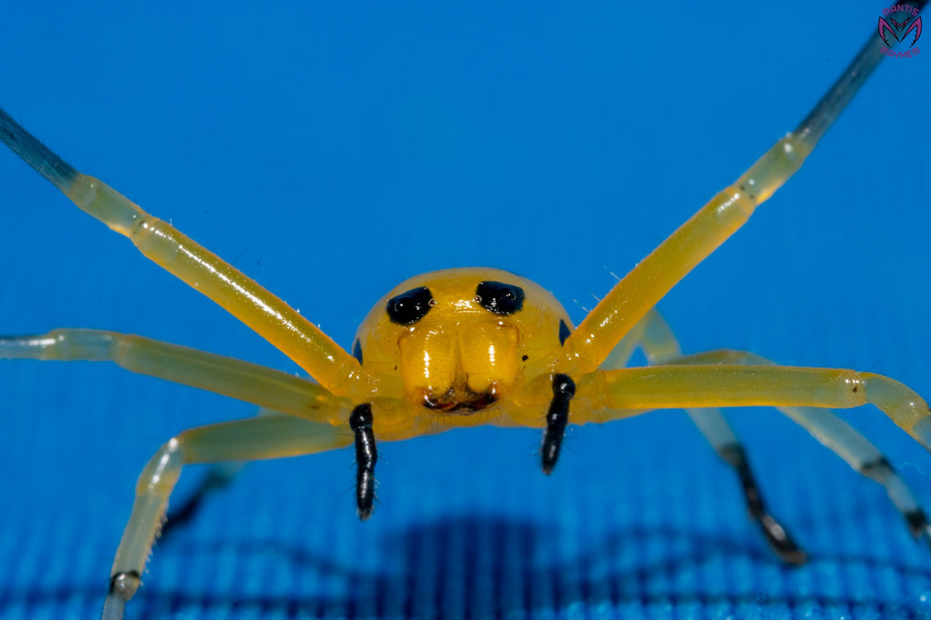 Platythomisus octomaculatus