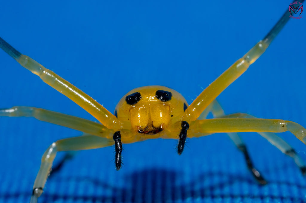 Platythomisus octomaculatus