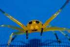 Platythomisus octomaculatus